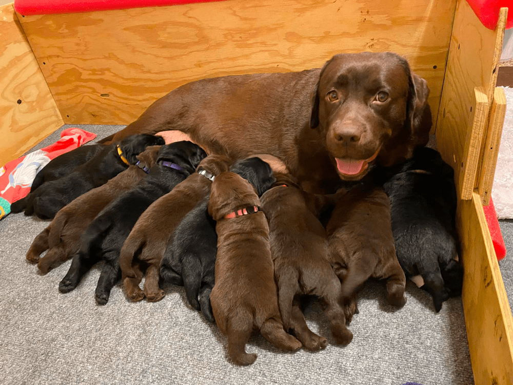 Top 9 Best Labrador Retriever Breeders in Arizona (AZ)