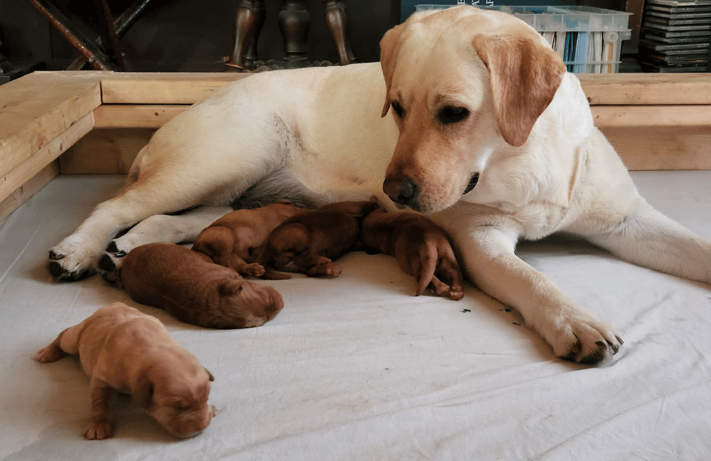 Top 8 Best Labrador Retriever Breeders in Vermont (VT)