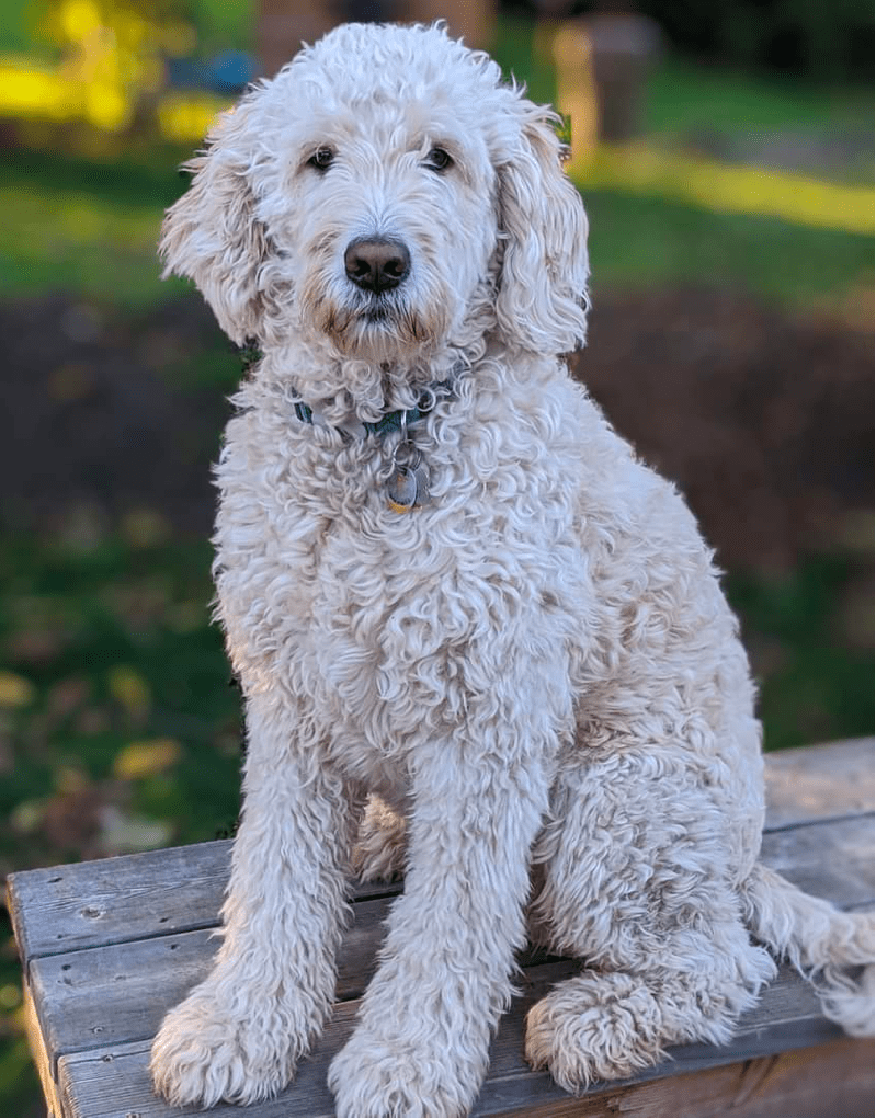 20 Goldendoodle Colors And Coat Patterns Explained (With Pictures)