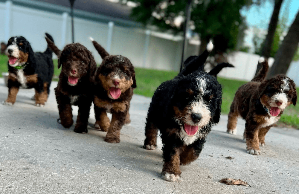 Top 10 Best Bernedoodle Breeders in Ohio (OH)