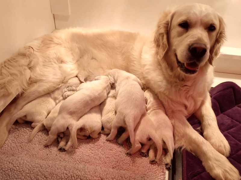 Top 9 Best Golden Retriever Breeders in Connecticut (CT)