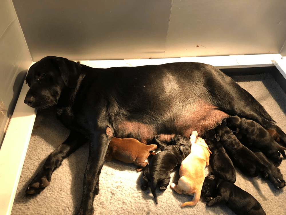 Top 10 Best Labrador Retriever Breeders in Kansas