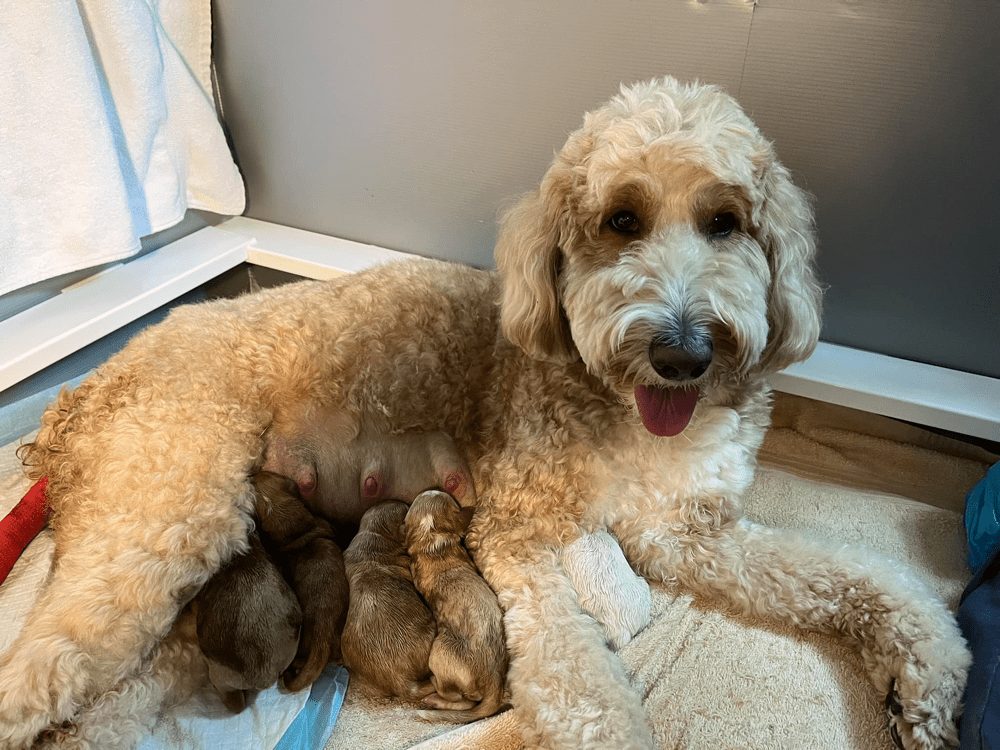 Top 13 Best Goldendoodle Breeders in South Carolina (SC)