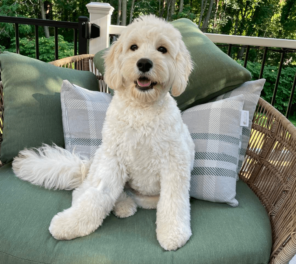 Top 11 Best English Goldendoodle Breeders in the USA