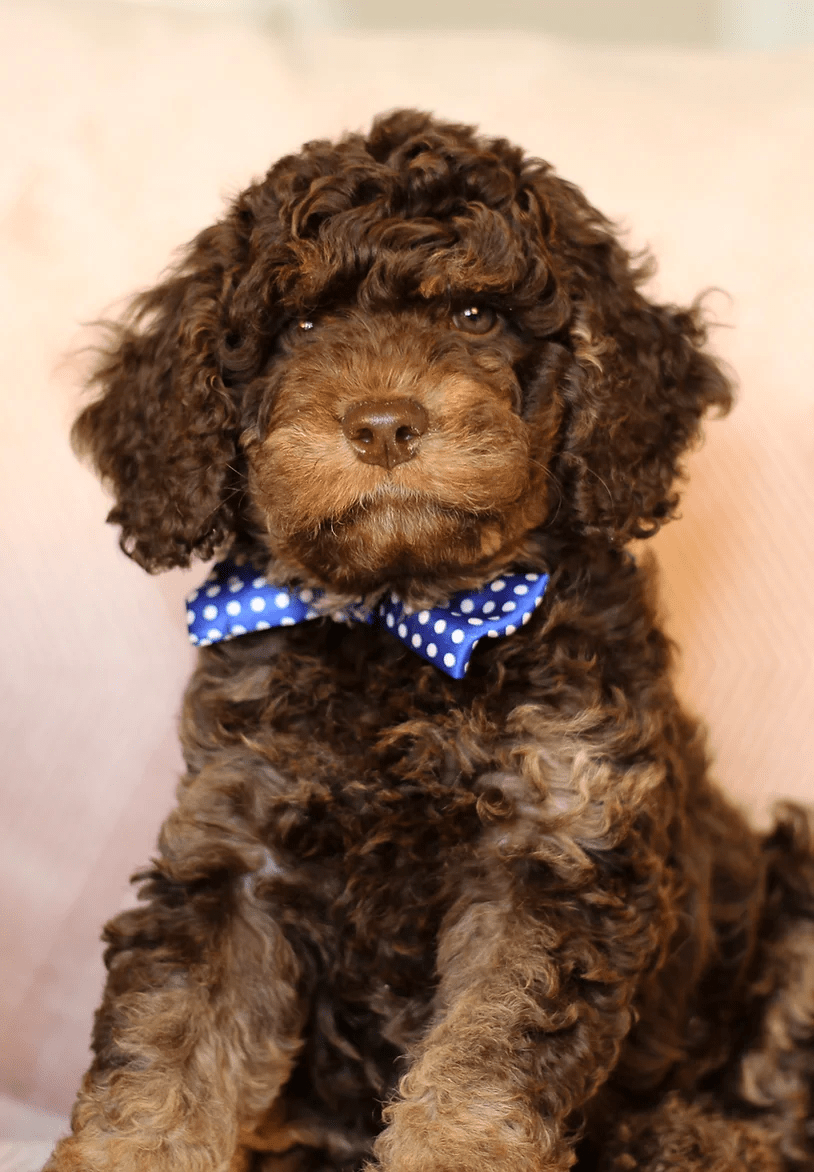 What is A Phantom Goldendoodle?