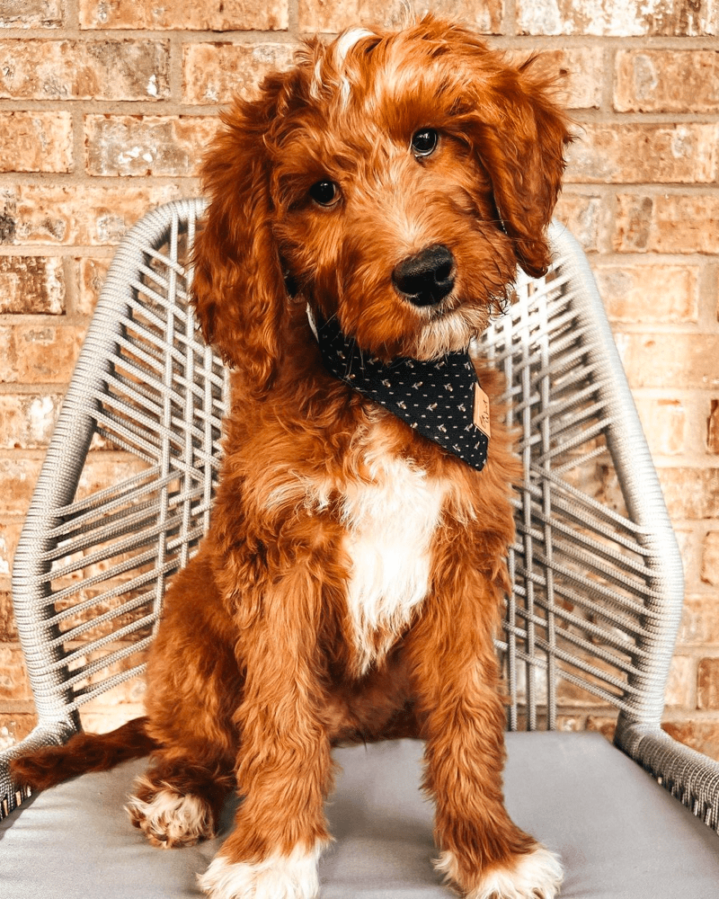 3 Month Old Goldendoodle Playful and Energetic Puppy
