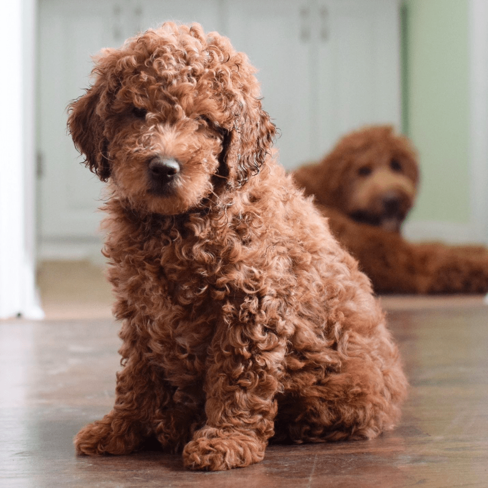 8 Week Old Goldendoodle Young, Energetic and Docile Puppy