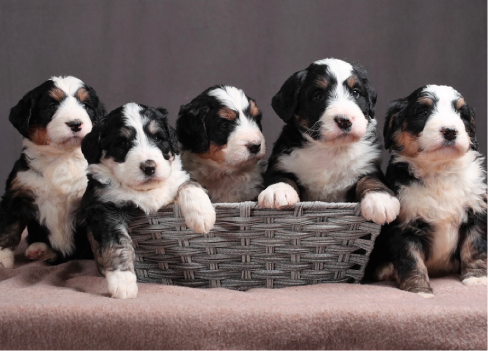 Top 9 Best Bernedoodle Breeders in Minnesota (MN)