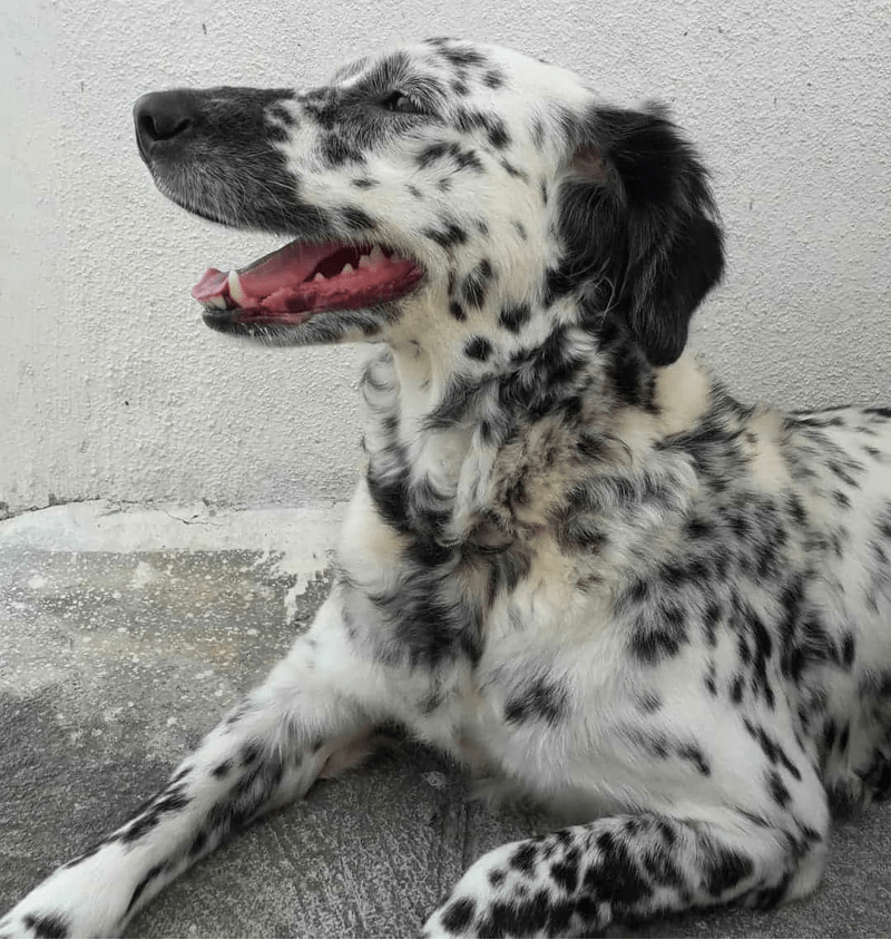 Golden Retriever Dalmatian Mix Intelligence and Cuteness