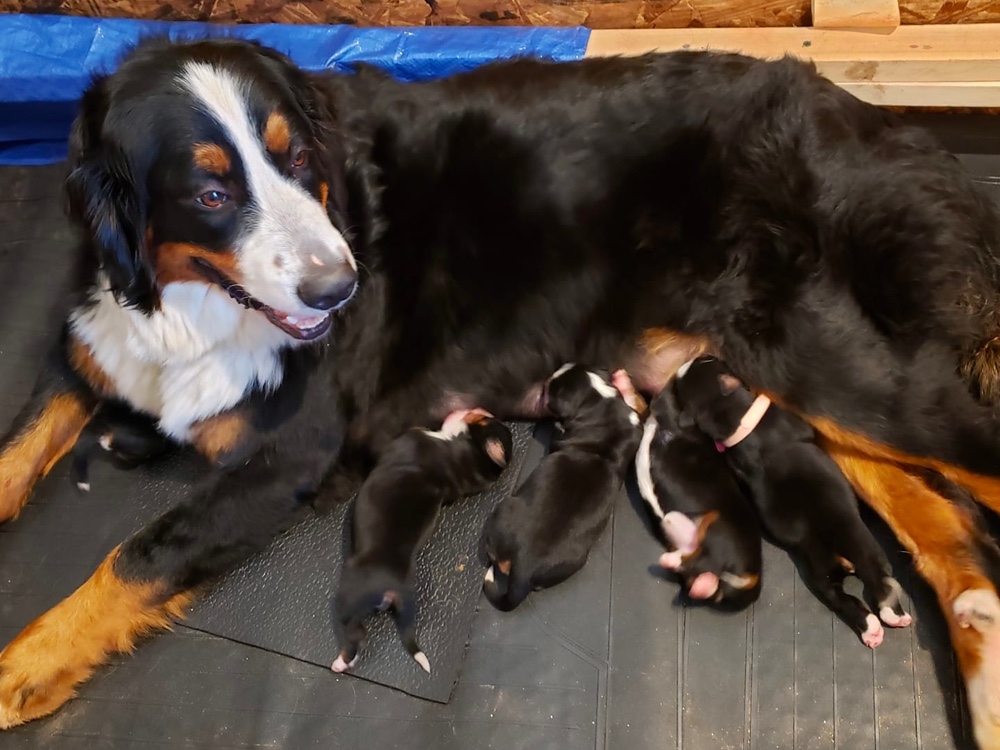 Top 6 Best Bernese Mountain Dog Breeders in North Carolina (NC)