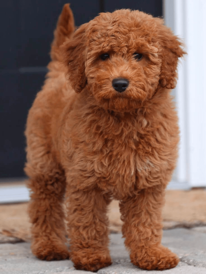 8 Week Old Goldendoodle Young, Energetic and Docile Puppy