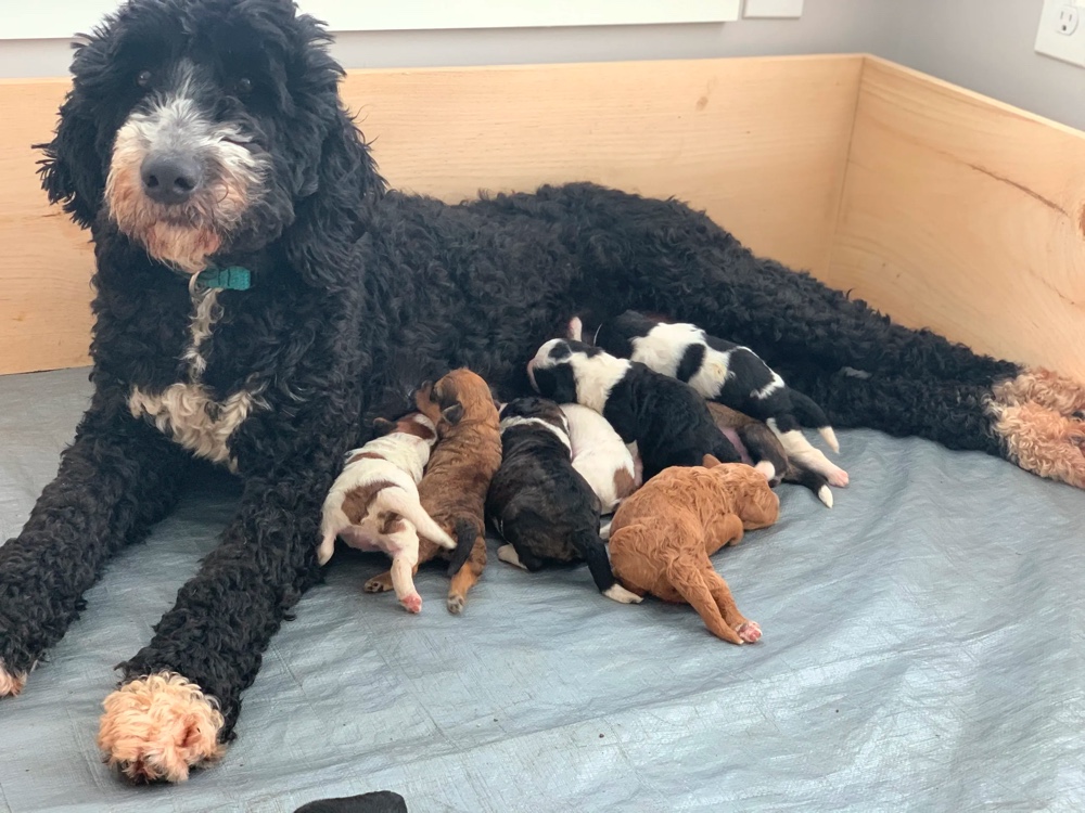 Top 8 Best Bernedoodle Breeders in New York (NY)