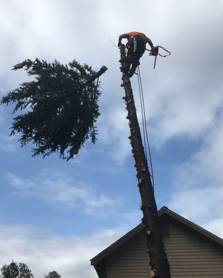 Emergency Tree Removal 24Hour Service Seattle, Bellevue &