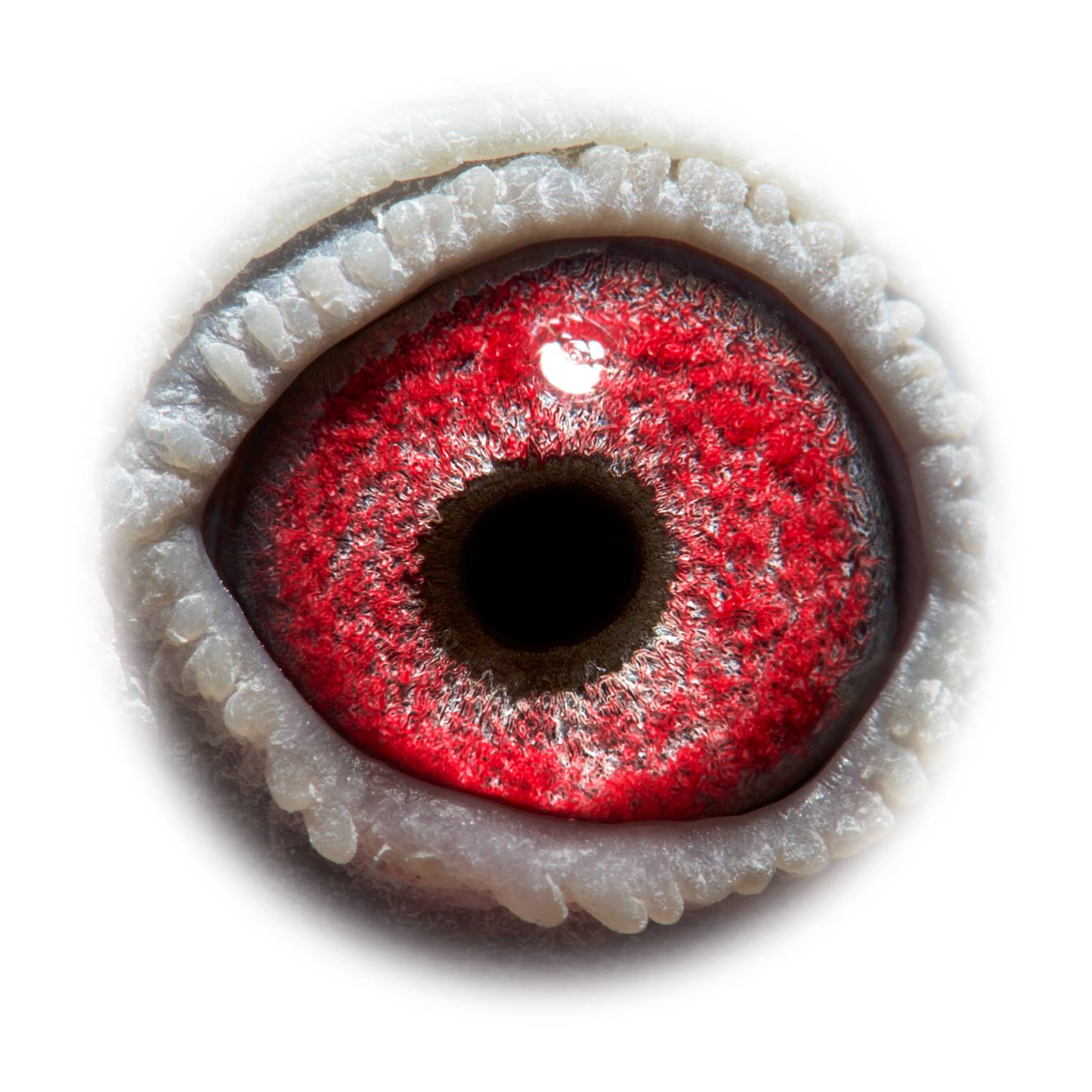 RACING PIGEONS RACING PIGEONS Quality