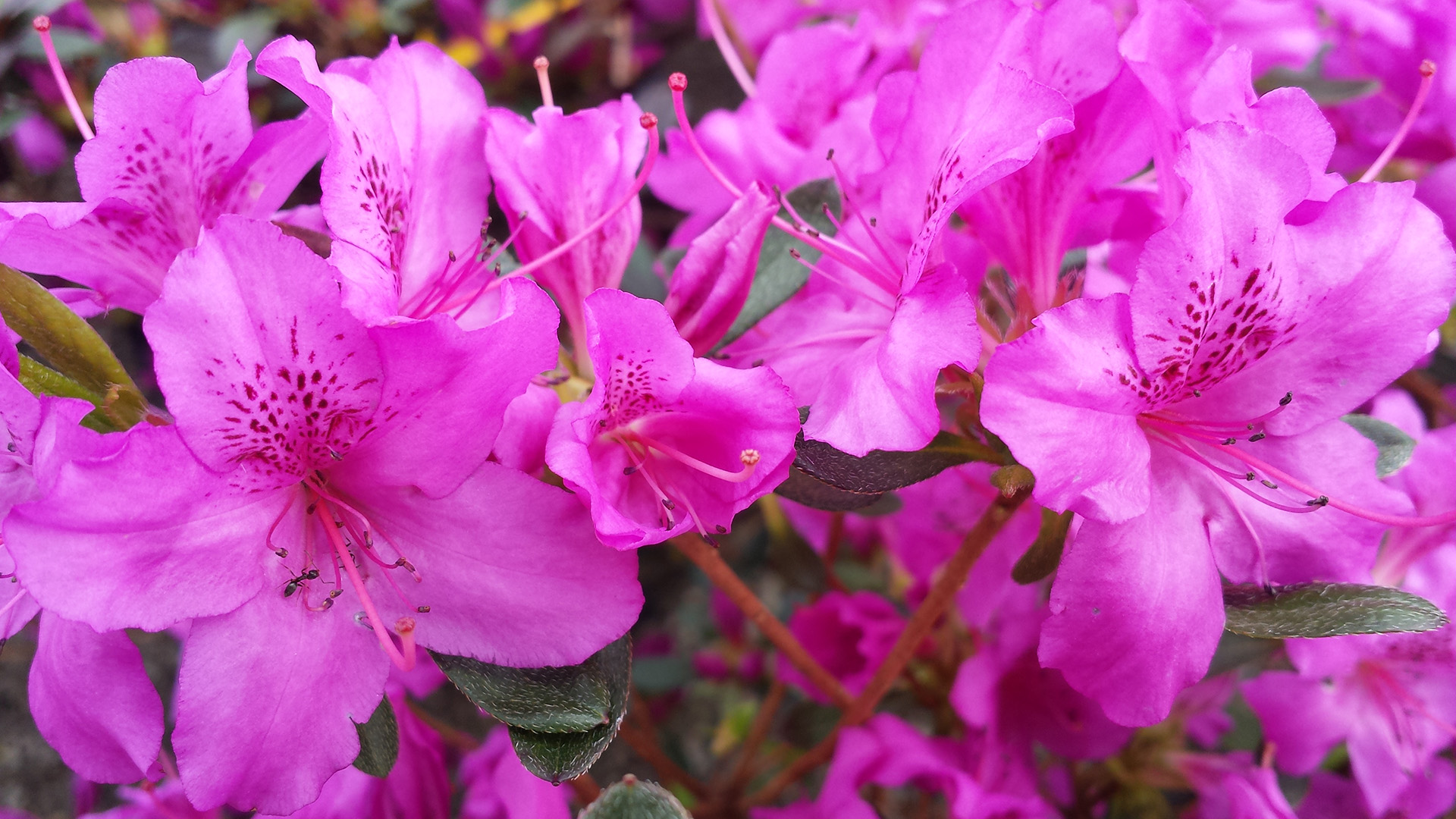 Hong's Landscape and Nursery Wichita KS