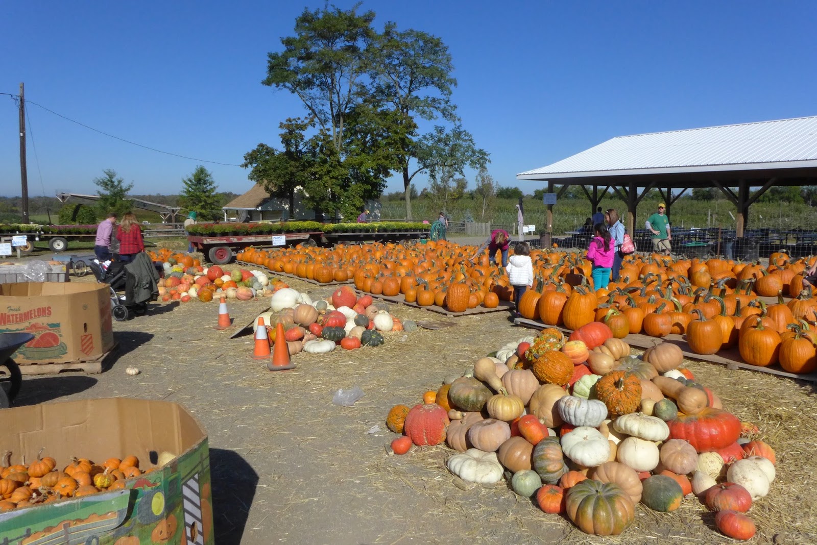 2021 Pumpkin Patch Guide Montgomery Community Media