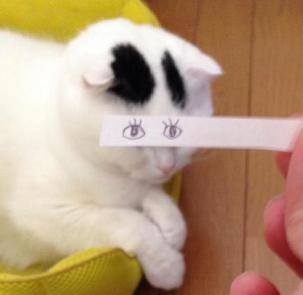 кот с нарисованными глазами