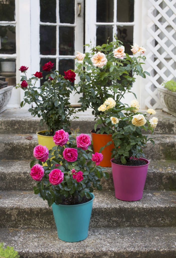 Rose Patio Pot Dewar Nurseries