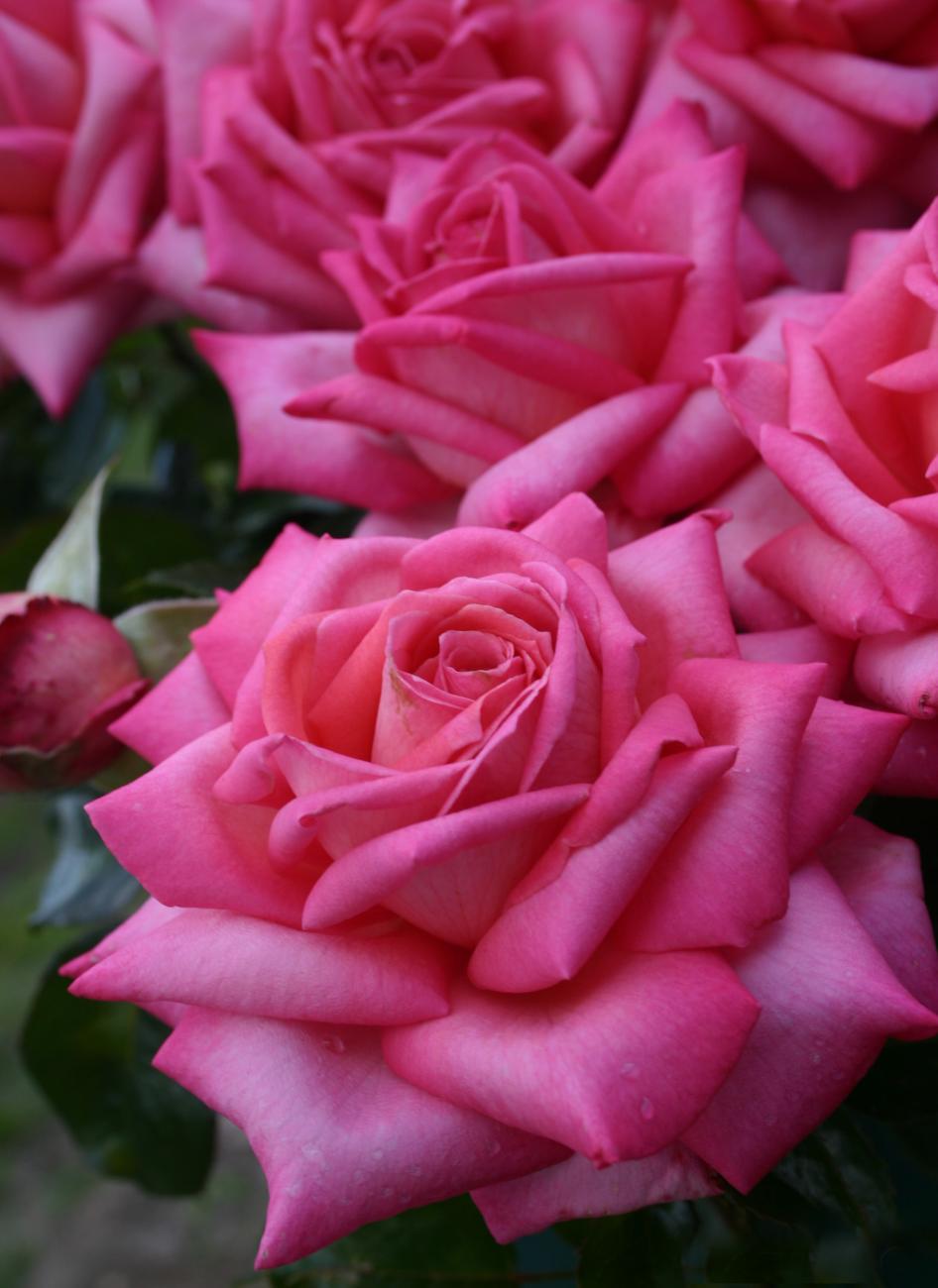 Eleganza® Wedding Bells™ Rose Dewar Nurseries