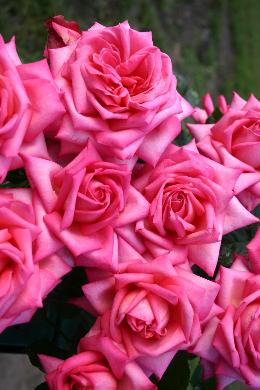Eleganza® Wedding Bells™ Rose Dewar Nurseries