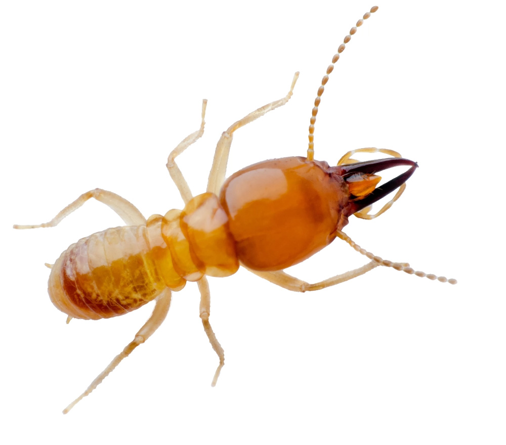 Termite Treatment & Termite Control Dewey Pest