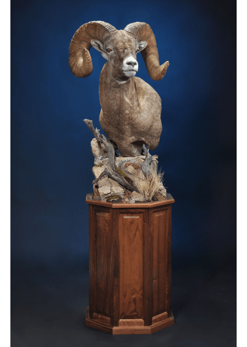 Mount Options — Dewey Wildlife Studio LLC.