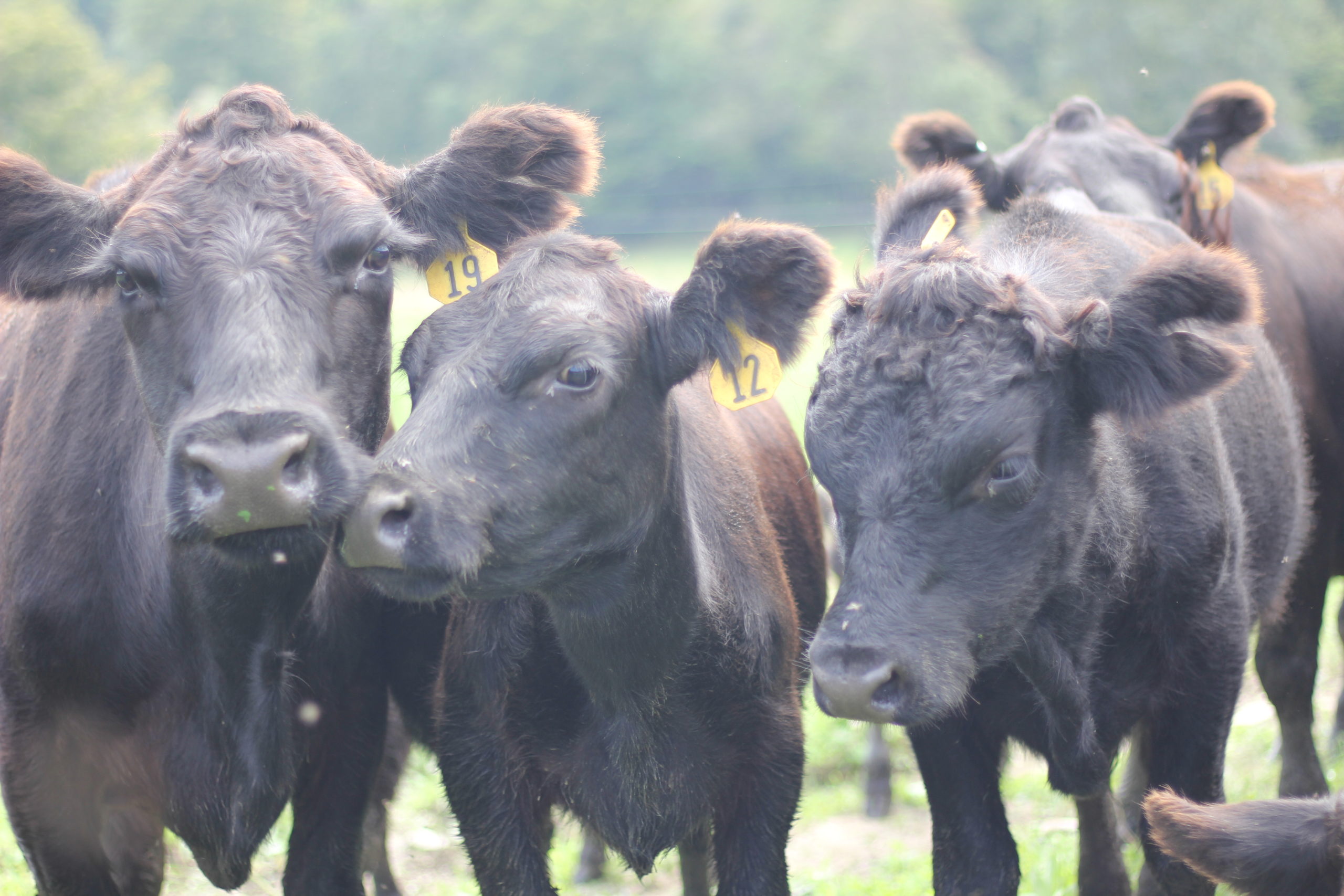 Our Beef & Cattle Dewing Farm