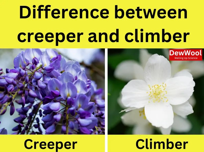 5 Differences Between Creeper And Climber DewWool
