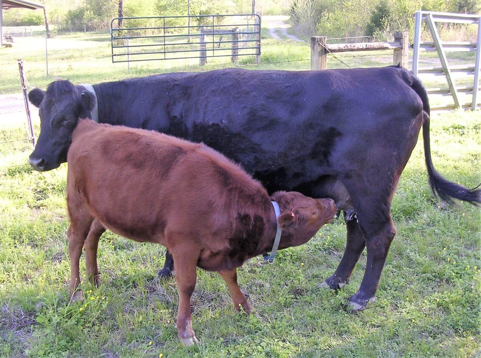 For Sale American Dexter Cattle Association