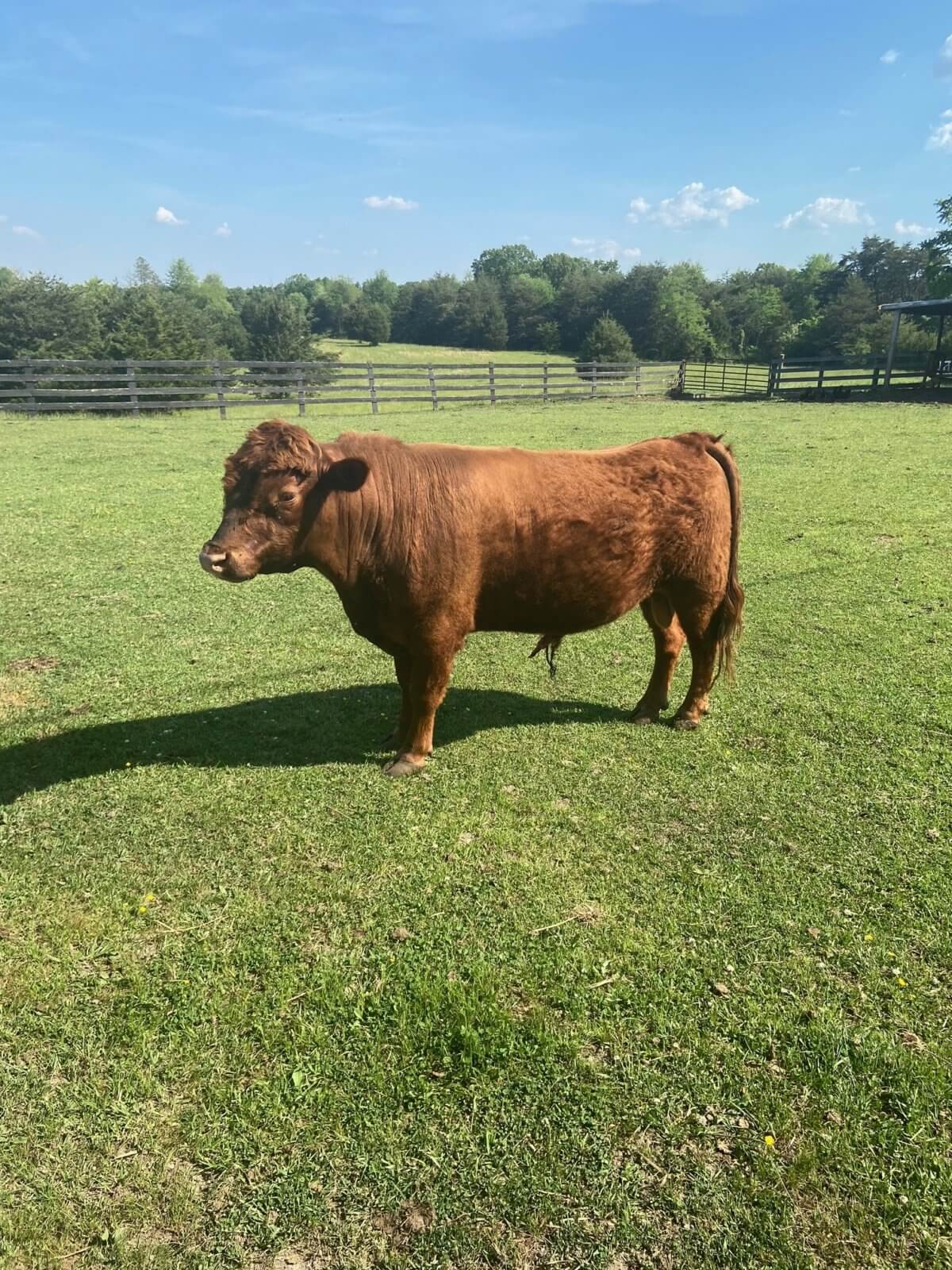 For Sale American Dexter Cattle Association