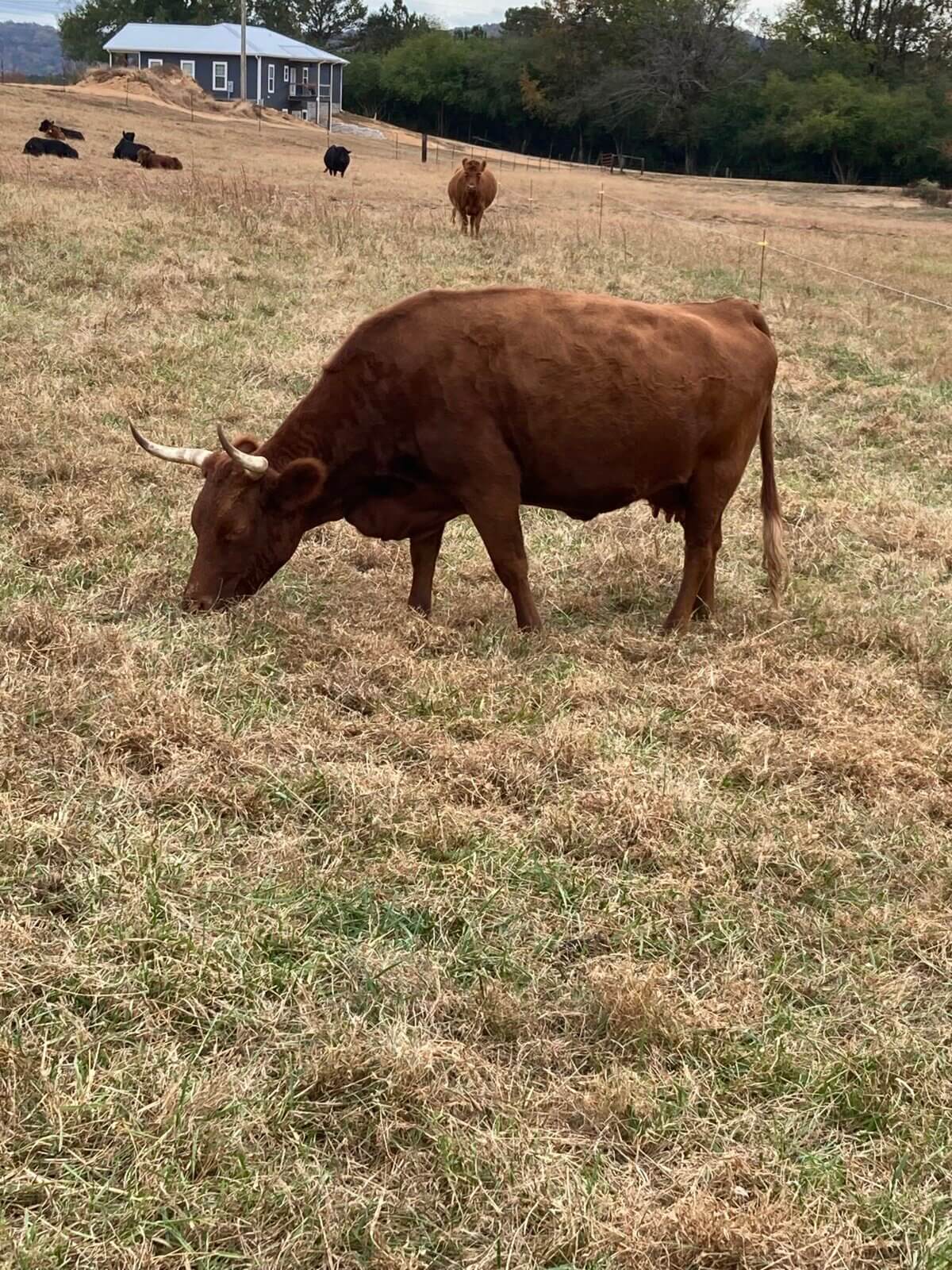 For Sale American Dexter Cattle Association
