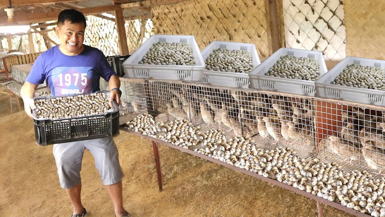 Quail Farming and Collecting Thousands of Quail Eggs Dexter's World