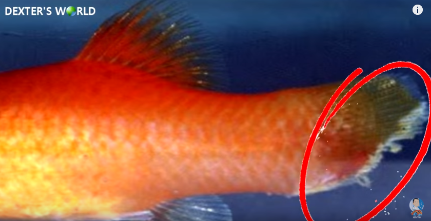 Discovering One of the Common Causes of Fish Diseases and Death