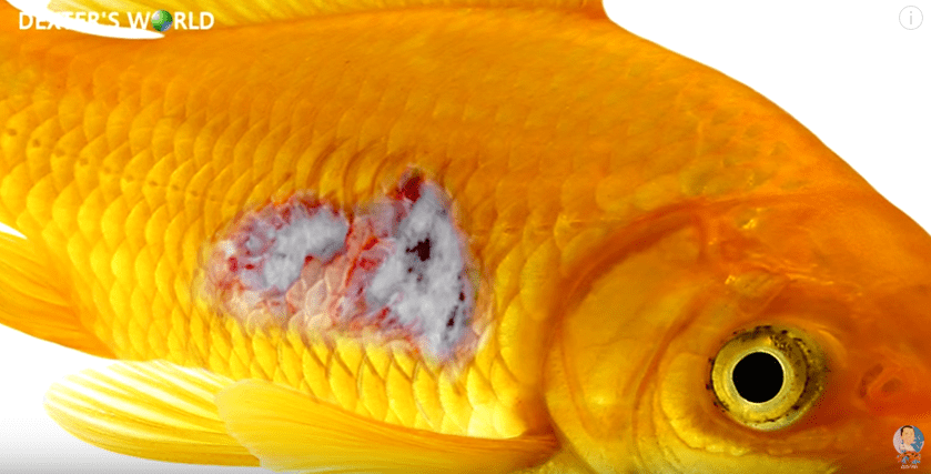 Discovering One of the Common Causes of Fish Diseases and Death