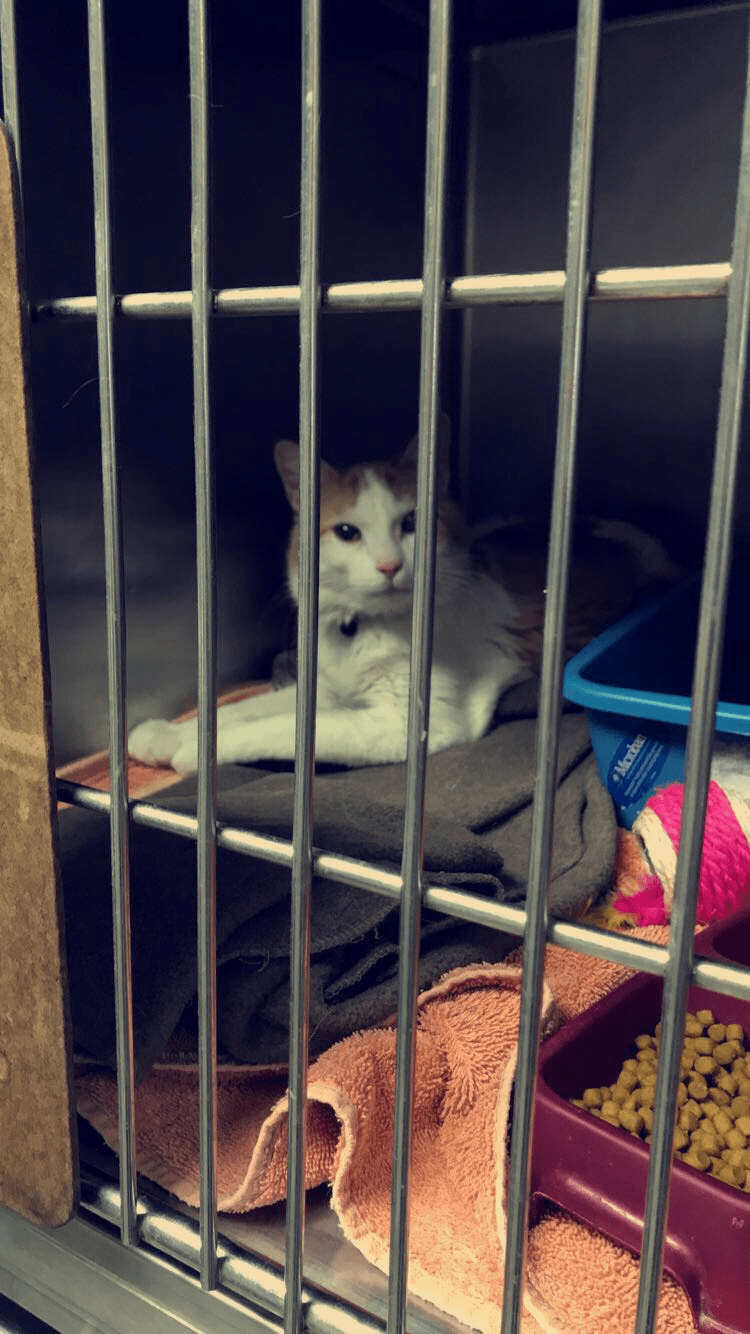 Dexter Animal Clinic To Dexter Animal Clinic