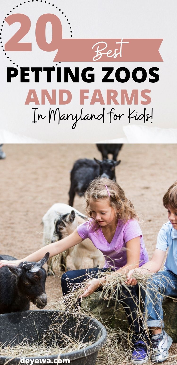 25+ Best Petting Zoos In Maryland Plus Farms (Updated For 2024)