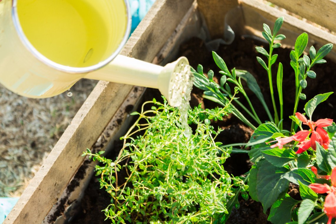 Dezaden : Water Geven Doe Je Zo