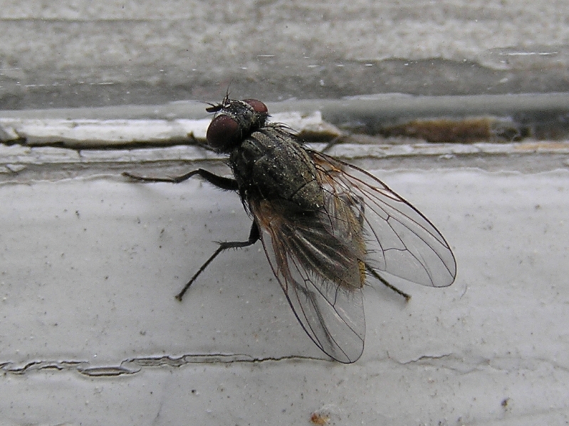 мухи на веранде что делать. Смотреть фото мухи на веранде что делать. Смотреть картинку мухи на веранде что делать. Картинка про мухи на веранде что делать. Фото мухи на веранде что делать мухи на веранде что делать. Смотреть фото мухи на веранде что делать. Смотреть картинку мухи на веранде что делать. Картинка про мухи на веранде что делать. Фото мухи на веранде что делать