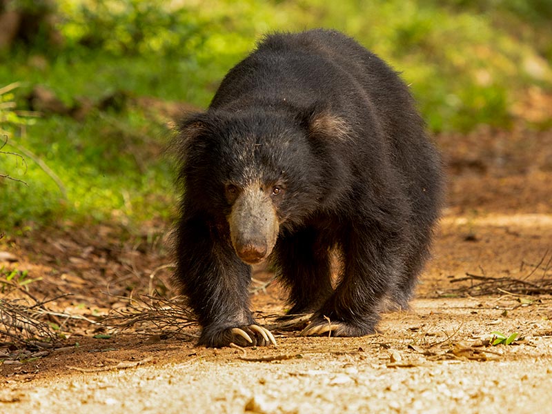 Sri Lankan Sloth Bear Explore Sloth Bears with Nature Odyssey