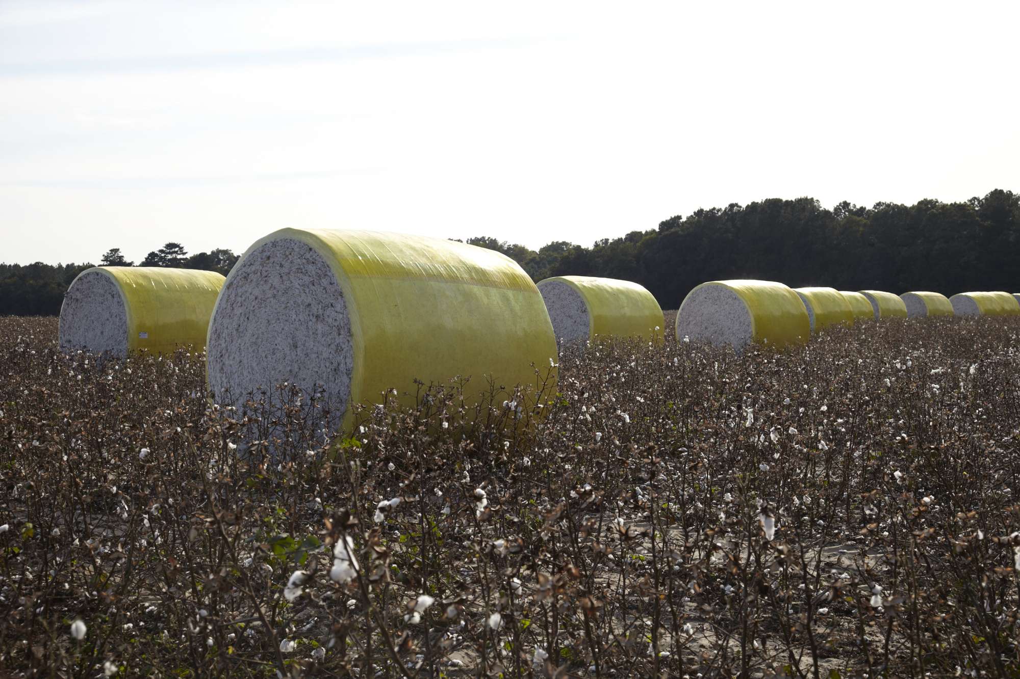 Number of Active Cotton Gins Up in Arkansas Cotton Grower