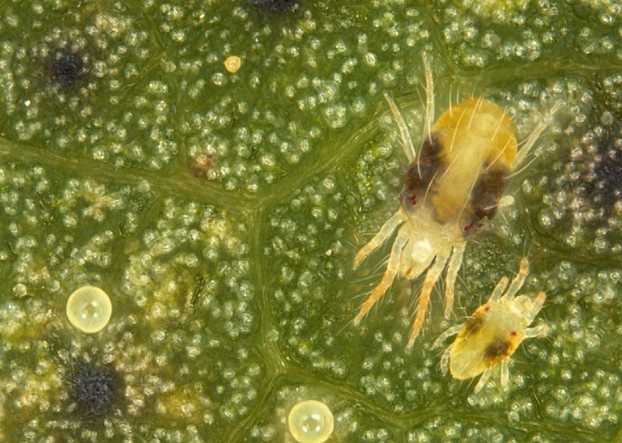 Spider Mites On Patio Furniture Keep Spider Mites in Mind When Planning Burndown Cotton Grower