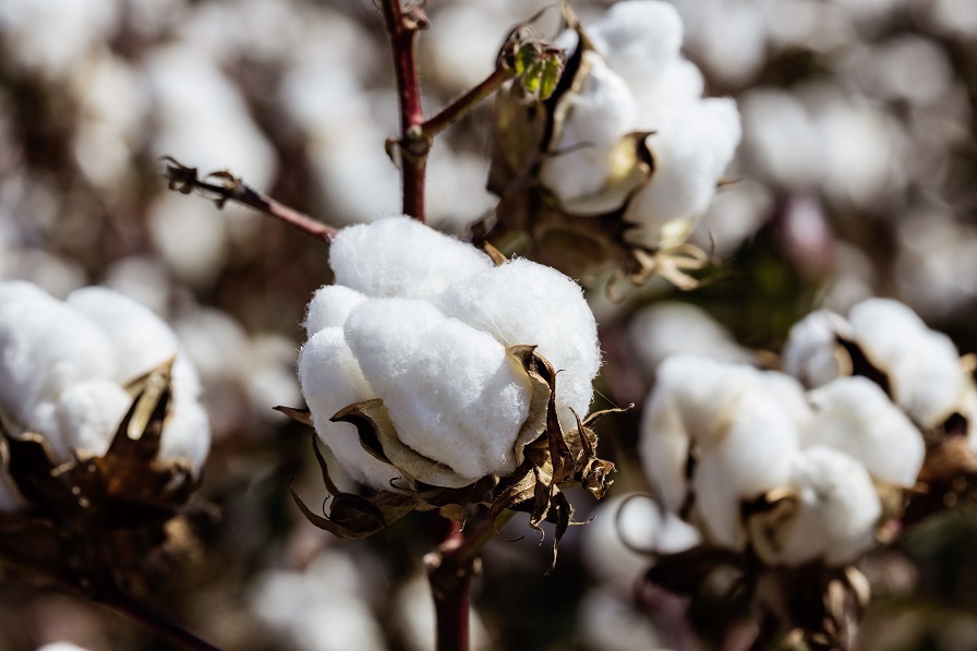 BASF Adds New FiberMax, Stoneville Varieties for 2021 Cotton Grower