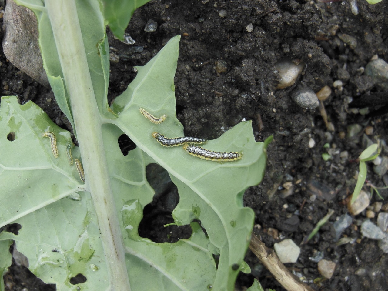 NATURE’S TURN cabbage white butterflies and dreaded cross
