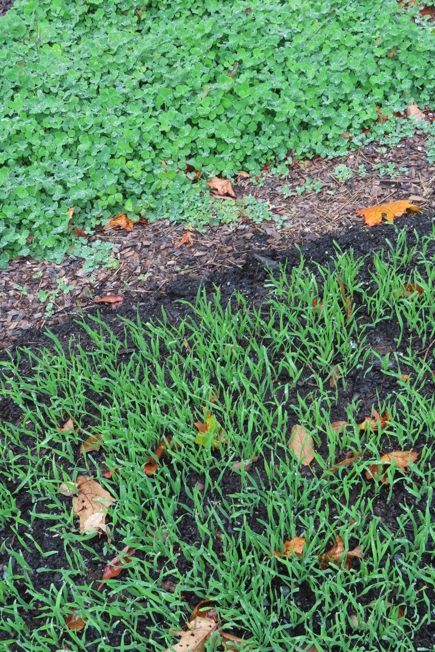 Cover crop grass clover The Berkshire Edge