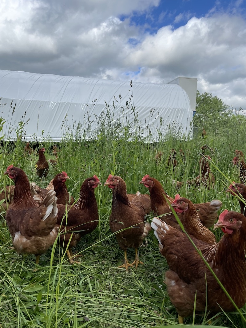 Flying 'Off The Shelf' A beloved local farm debuts its new egg carton