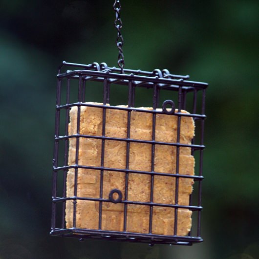 Standard Suet Cage Bird Feeder DFOHome