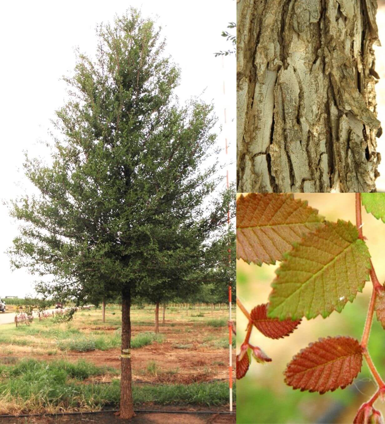 Cedar Elm Farm Direct Premium Trees At The Best Prices In OKC!