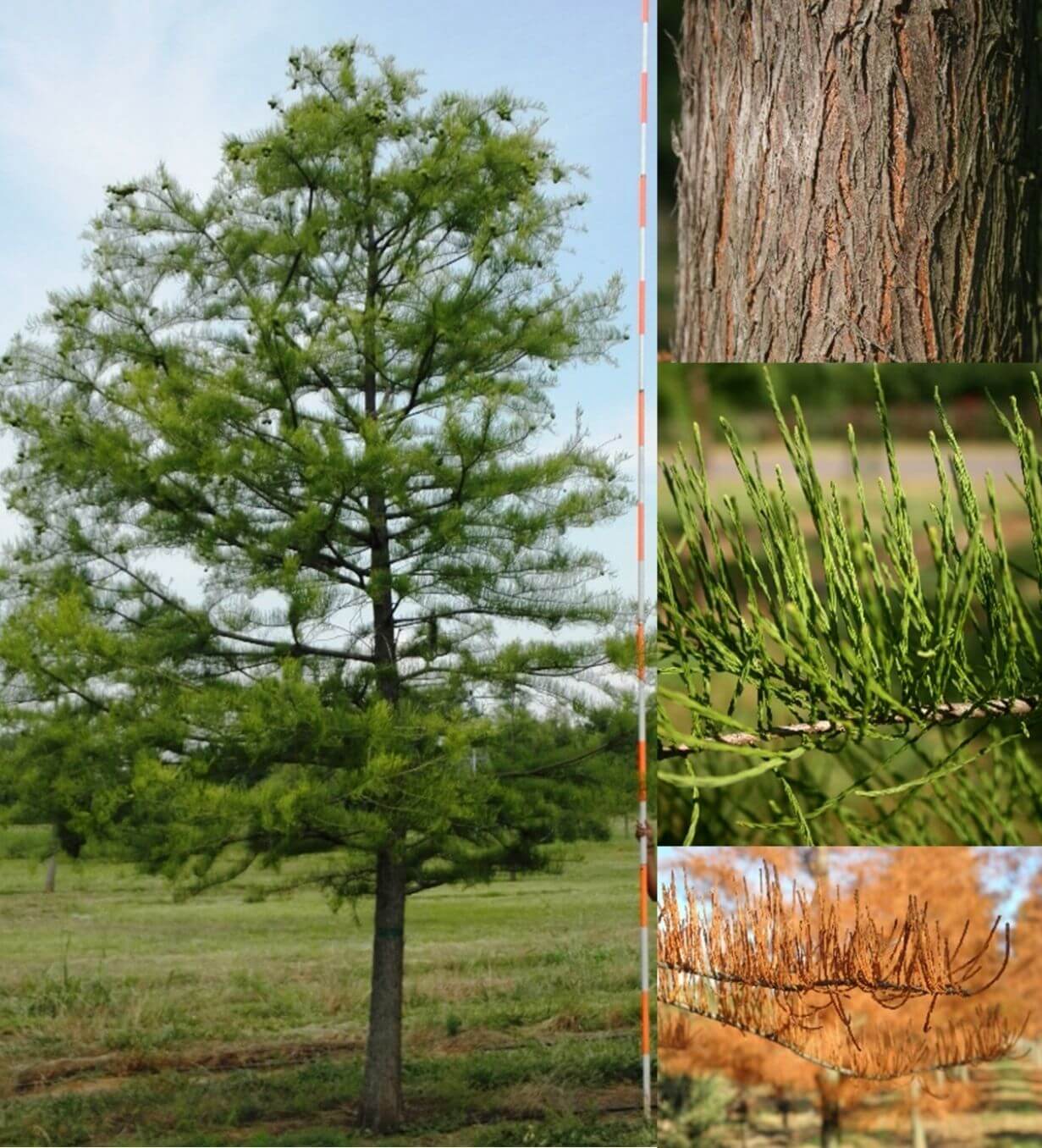Pond Cypress Farm Direct Premium Trees At The Best Prices In OKC!