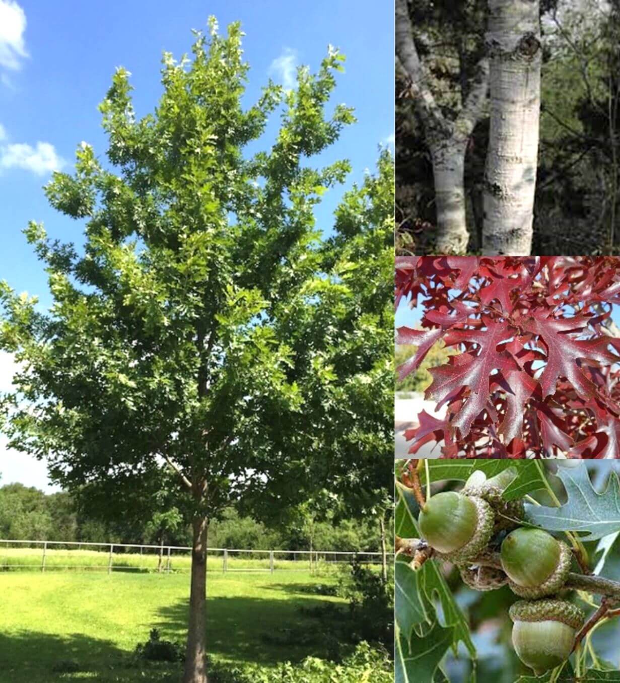 Texas Red Oak Farm Direct Premium Trees At The Best Prices In OKC!