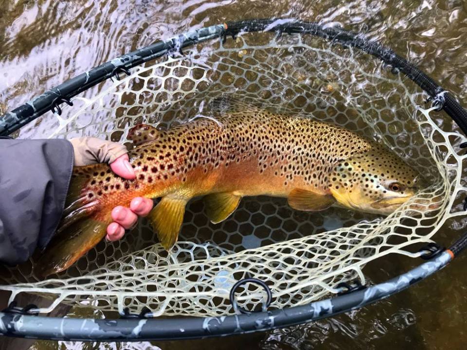 Petition to Protect Large Brown Trout in Pennsylvania Doc Fritchey